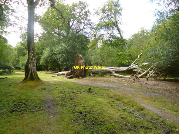 Photo 6"x4" Eyeworth Wood, fallen tree Fritham c2014