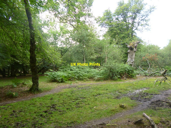 Photo 6"x4" Eyeworth Wood, bracken Fritham c2014