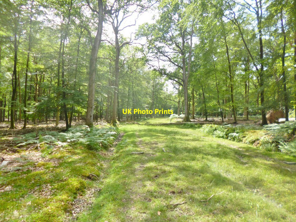 Photo 6"x4" Islands Thorns Inclosure, forestry road Fritham c2014