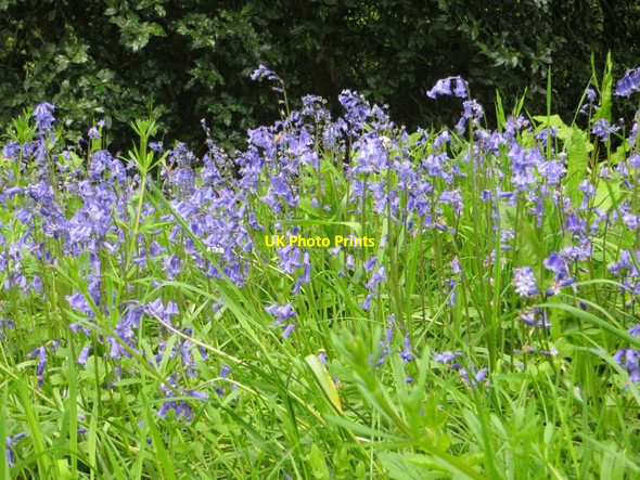 Photo 6"x4" Bluebells at Basildon Park Lower Basildon c2014