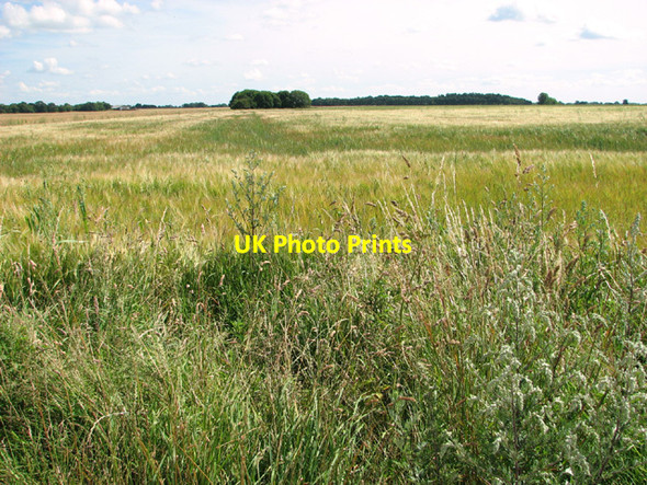 Photo 6"x4" Ripening barley on the old airfield Boyland Common c2014