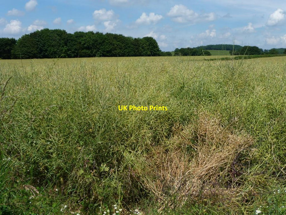 Photo 6"x4" No longer yellow - ripening oil seed rape crop Bramdean c2014