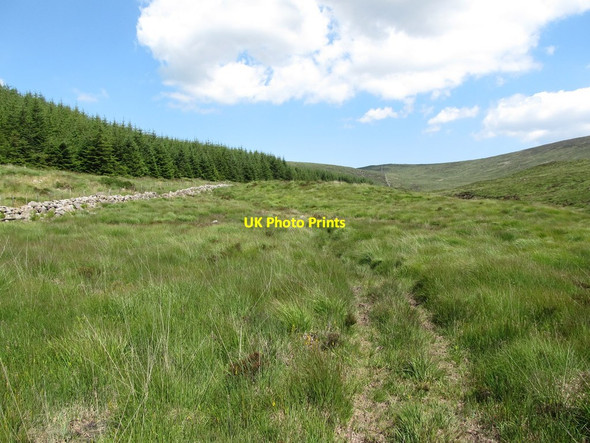 Photo 6"x4" Waterlogged path between the forest and the Cassy Water river Rostrevor c2014