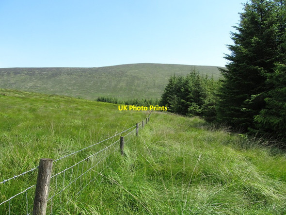 Photo 6"x4" View north along the forest boundary fence Rostrevor c2014