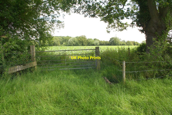 Photo 6"x4" Gateway into maize field Shinfield c2014