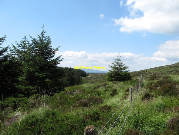 Photo 6"x4" A distant view of the forest road from the boundary fence Rostrevor c2014