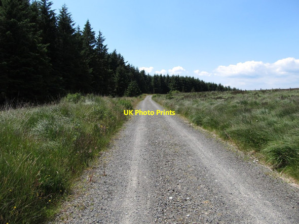 Photo 6"x4" Forest road at the col prior to its descent into the Kilbroney valley Rostrevor c2014