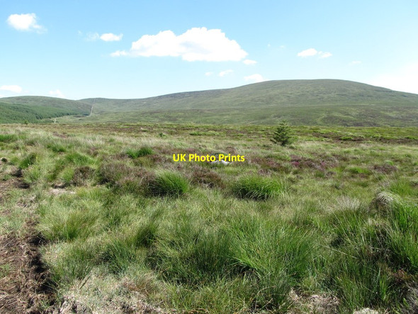 Photo 6"x4" Solitary conifer on Slieveanowen Rostrevor c2014