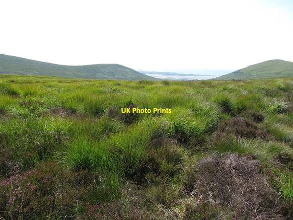 Photo 6"x4" Tussock grass and clumps of heather on Slieveanowen Rostrevor c2014