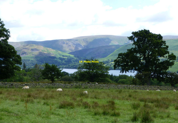 Photo 6"x4" Sheep in rough pasture above Aira Force Dockray\/NY3921 c2014