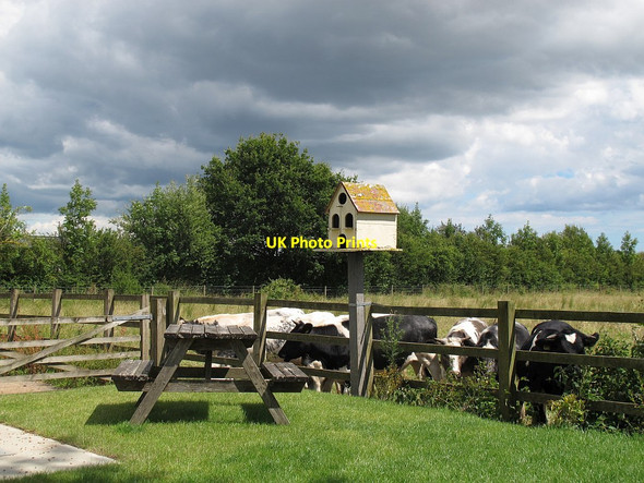 Photo 6"x4" Cows and a dovecot Exminster c2014