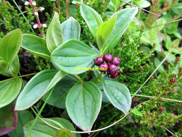 Photo 6"x4" Dwarf Cornel (Cornus suecica) north-east of Cheviot Mid Hill\/NT9021 c2014