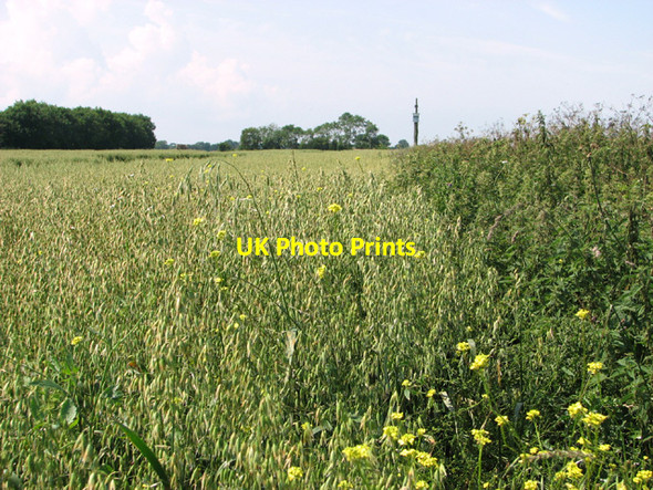Photo 6"x4" Oat crop field beside Market Road Fritton\/TG4018 c2014