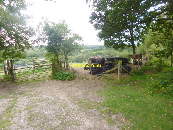 Photo 6"x4" Gorley Hill, cattle North Gorley c2014