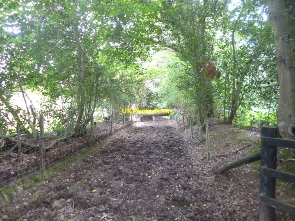 Photo 6"x4" Furze Hill, fallen tree North Gorley c2014
