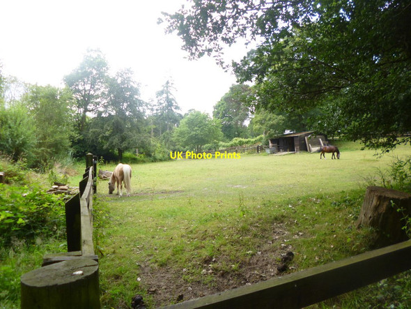 Photo 6"x4" Furze Hill, paddock North Gorley c2014