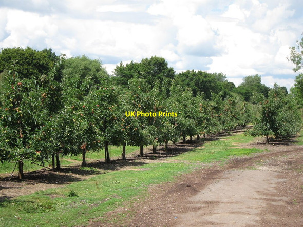 Photo 6"x4" Orchard by Lucks Lane Paddock Wood\/TQ6744 c2014