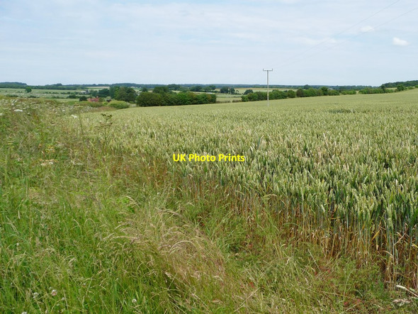 Photo 6"x4" Edge of a wheatfield alongside Hunton Down Lane Hunton\/SU4839 c2014