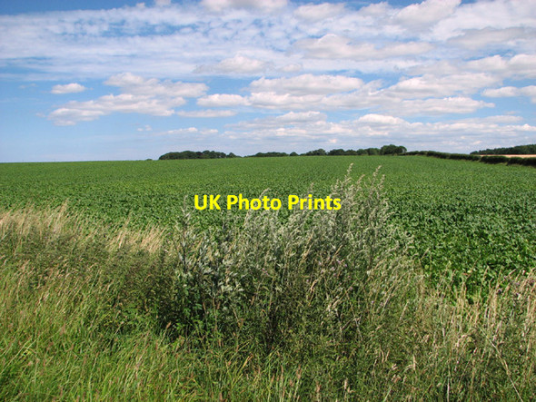 Photo 6"x4" Sugar beet crop north of Docking Docking c2014