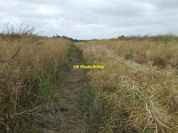 Photo 6"x4" Through The Rape Mettingham c2014