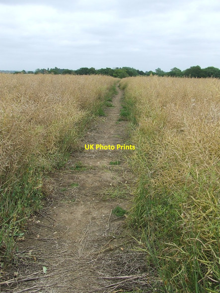 Photo 6"x4" Clear Path Through The Rape Mettingham c2014