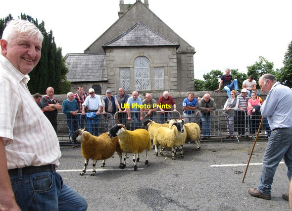 Photo 6"x4" Sheep Judging at The Square, Hilltown Hilltown\/J2128 c2014