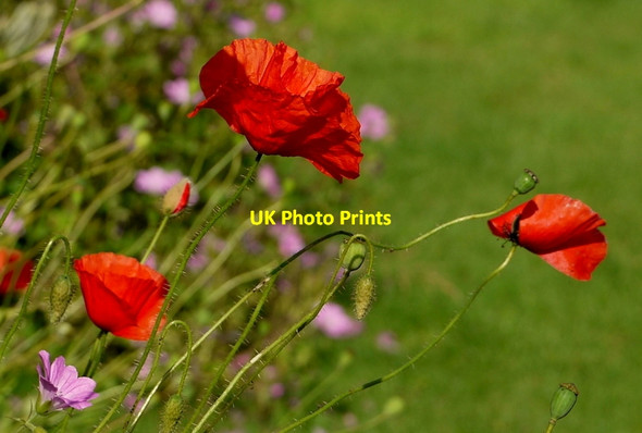 Photo 6"x4" Poppies in the breeze Bromsash c2014