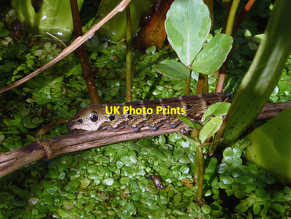 Photo 6"x4" Elephant Hawk Moth caterpillar Carnforth c2014