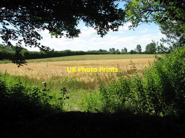 Photo 6"x4" Crop fields west of the A10 road Downham Market c2014
