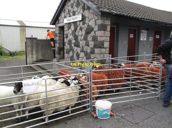 Photo 6"x4" Black Faced Mourne Sheep at the Boley Competitions Hilltown\/J2128 c2014