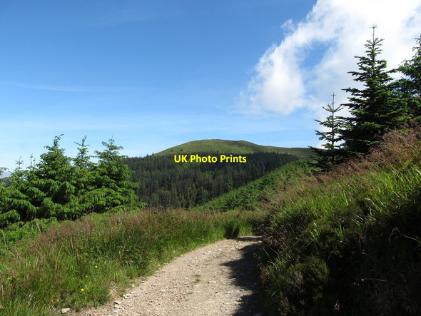 Photo 6"x4" View northeastwards to the forested slopes of Slievemartin Rostrevor c2014