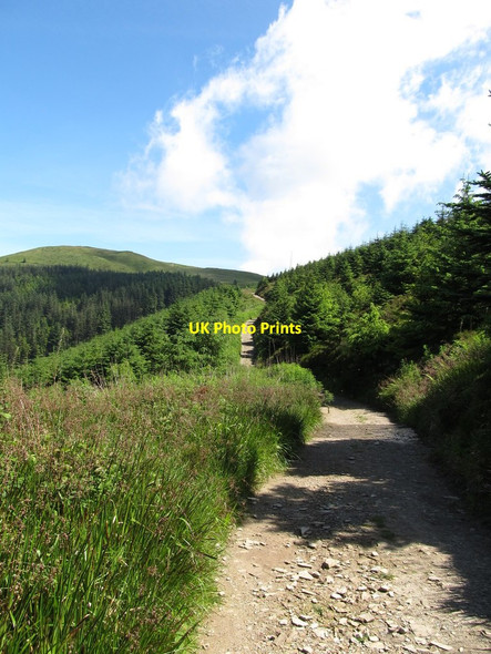 Photo 6"x4" Track climbing in the direction of Slievemartin Rostrevor c2014
