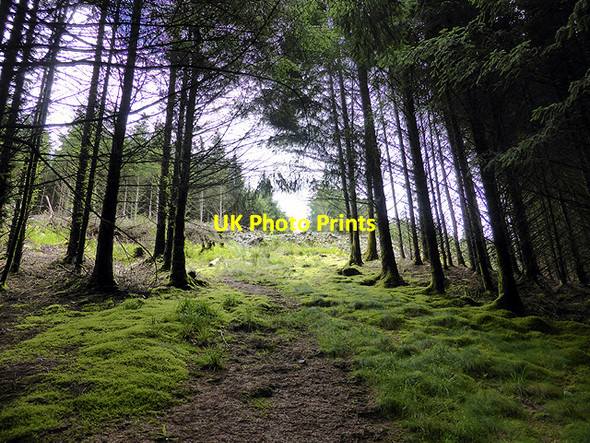 Photo 6"x4" Climbing through the forestry above Bryn-Eglwys Quarry Abergynolwyn c2014