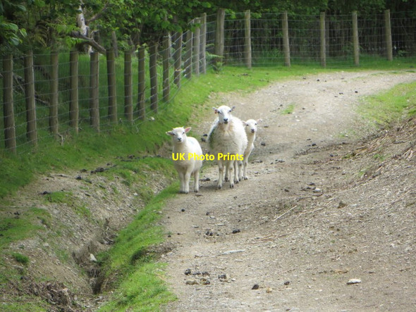 Photo 6"x4" Sheep on the Path Llansantffraed-in-Elwel c2014