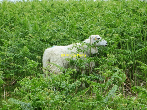 Photo 6"x4" Sheep in the Ferns Cregrina c2014