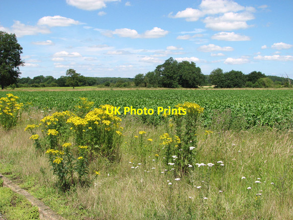 Photo 6"x4" Fields north of New Road Downham Market c2014
