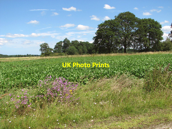 Photo 6"x4" Sugar beet crop field beside New Road Downham Market c2014