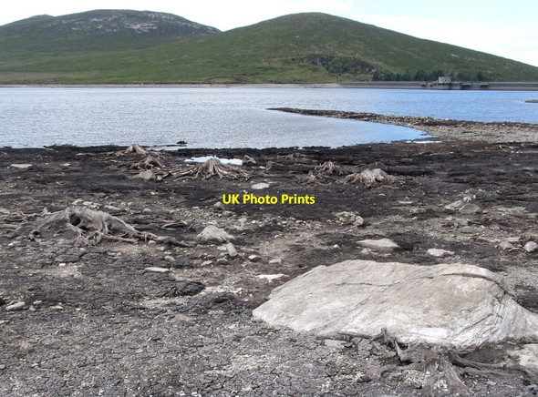 Photo 6"x4" Exposed tree stumps on the shores of the Spelga Reservoir Kilcoo c2013
