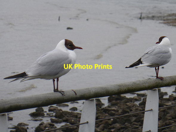 Photo 6"x4" Black-headed gulls on Hythe Promenade Hythe\/SU4207 c2014