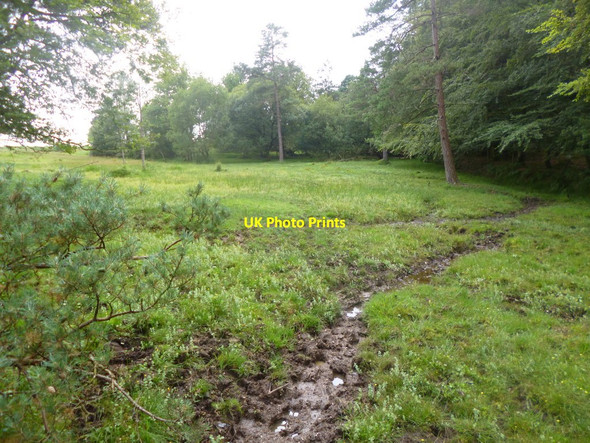 Photo 6"x4" Holly Hatch Inclosure, bogland Stoney Cross c2014