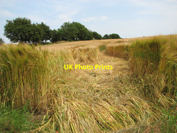 Photo 6"x4" Ripening barley crop by Brandiston Brandiston c2014