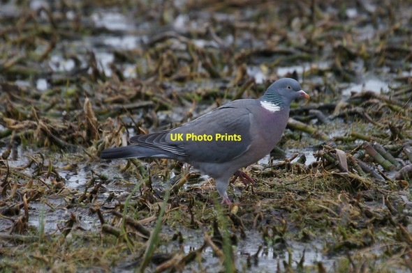 Photo 6"x4" Wood Pigeon (Columba palumbus), Loch of Kinnordy Westmuir\/NO3652 c2015