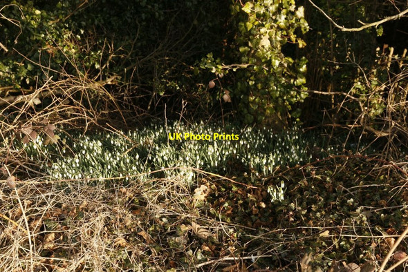 Photo 6"x4" Snowdrops on the Roadside No Man's Land\/SU5029 c2015
