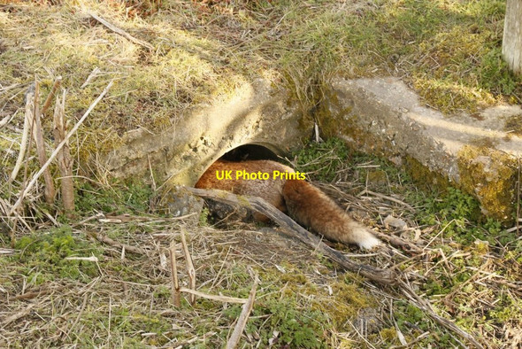 Photo 6"x4" Fox on the Run No Man's Land\/SU5029 c2015