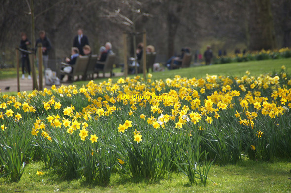 Photo 6"x4" Daffodils in St James's Park, Westminster Westminster c2015