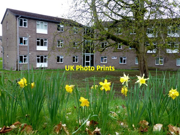 Photo 6"x4" Daffodils, T & F Hospital grounds Omagh c2015