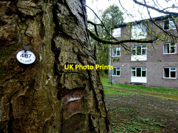 Photo 6"x4" Numbered tag on tree, T & F Hospital Omagh c2015