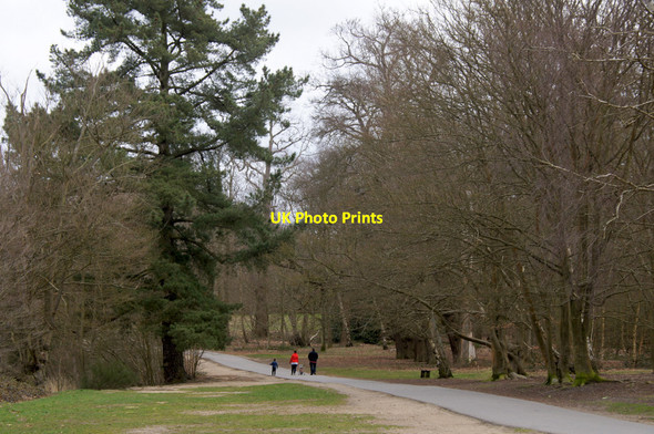 Photo 6"x4" Path through Virginia Water Plantations Egham c2015