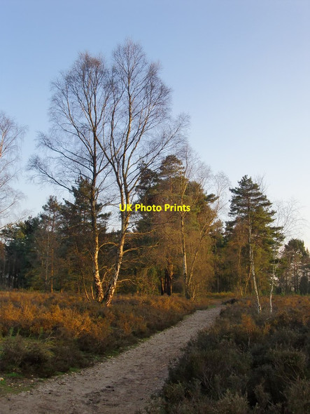 Photo 6"x4" Track on Blackheath Common, early April Farley Green\/TQ0645 c2015