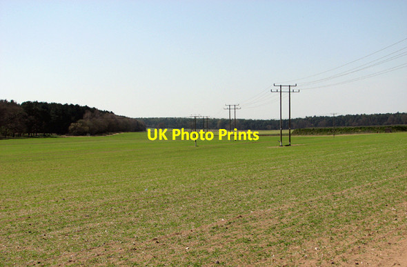 Photo 6"x4" Crop fields south of Elveden Road Barnham\/TL8779 c2015